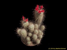 Mammillaria pondii 1508